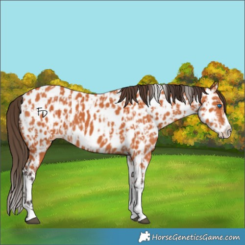 Horse Color:Bay Splash Tobiano Appaloosa and Bay Splash Tobiano Appaloosa