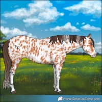 Horse Color:Bay Splash Tobiano Near Leopard  and Bay Splash Tobiano Near Leopard 