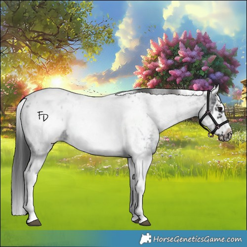 Horse Color:White Spotted Blue Roan Splash Frame Appaloosa 