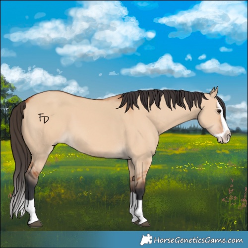 Horse Color:Bay Dun Splash