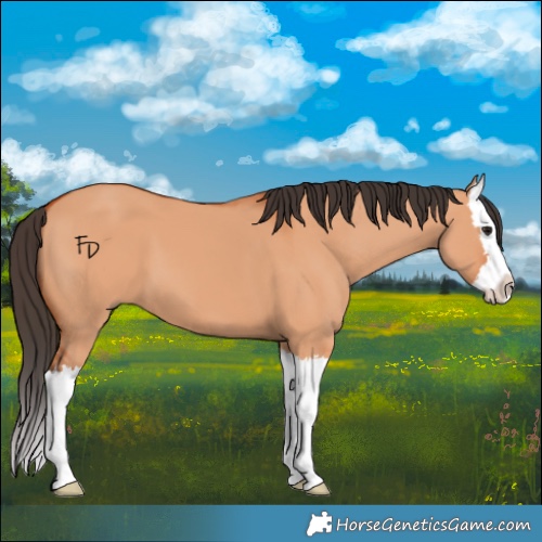 Horse Color:Bay Dun Splash