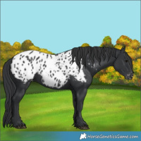 Horse Color:Black Appaloosa 