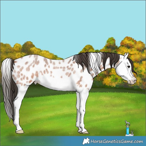 Horse Color:Bay Roan Splash Appaloosa 