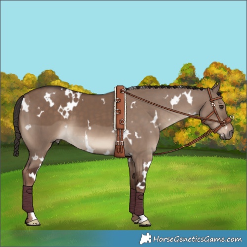 Horse Color:White Spotted Liver Red Dun 