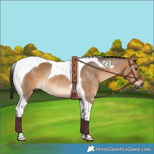 Horse Color:Gray Bay Dun Tobiano Rabicano 