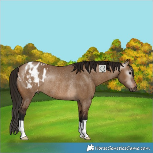 Horse Color:Gray Bay Dun Blanket Rabicano 