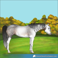 Horse Color:Gray Brown Splash Rabicano 