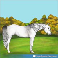 Horse Color:Gray Brown Splash Rabicano 