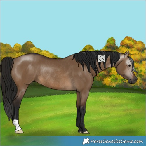 Horse Color:Gray Brown Dun Rabicano