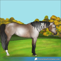 Horse Color:Gray Brown Dun Rabicano 