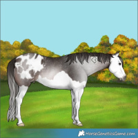 Horse Color:Gray Bay Splash Appaloosa Rabicano
