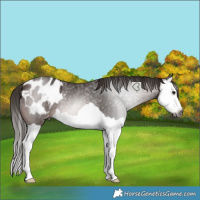 Horse Color:Gray Bay Splash Appaloosa Rabicano