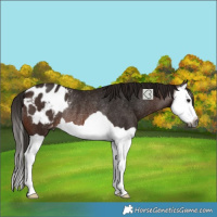 Horse Color:Gray Bay Splash Appaloosa Rabicano 