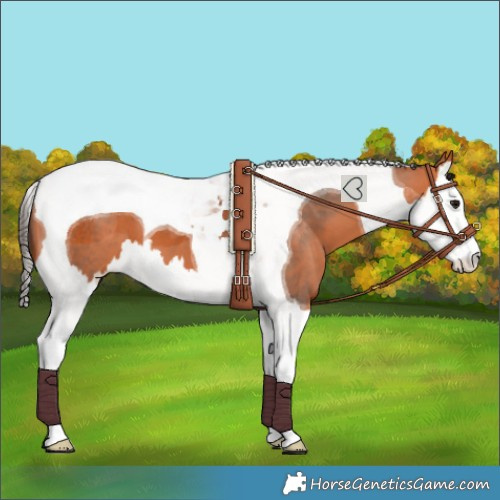 Horse Color:Bay Splash Tobiano 
