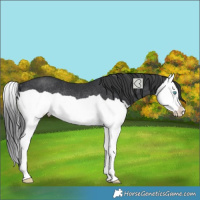 Horse Color:Black Splash Rabicano
