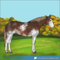 Horse Color:White Spotted Liver Chestnut Rabicano 