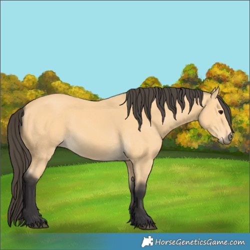 Horse Color:Buckskin 
