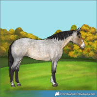 Horse Color:Buckskin Roan Sabino 