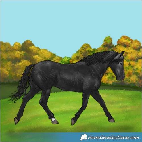 Horse Color:Gray Black 