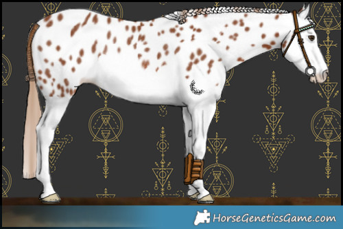 Horse Color:Chestnut Splash Leopard Rabicano 