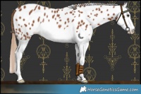 Horse Color:Chestnut Splash Leopard Rabicano 