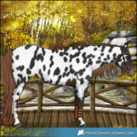 Horse Color:Liver Chestnut Near Leopard 