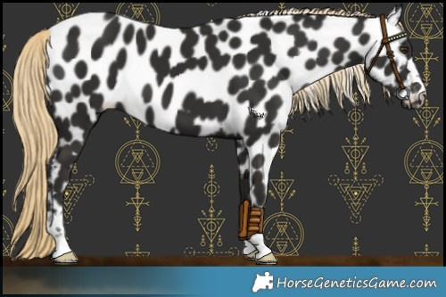 Horse Color:Liver Chestnut Leopard 