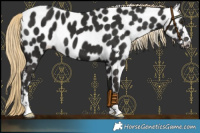 Horse Color:Liver Chestnut Leopard 