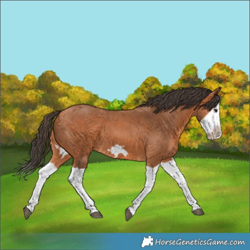 Horse Color:Bay Splash Frame 