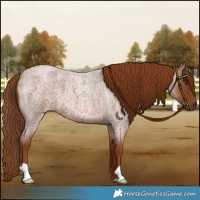 Horse Color:Red Roan 