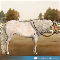 Horse Color:Palomino Roan 
