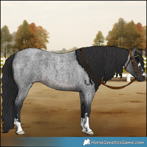 Horse Color:Brown Roan 