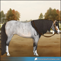 Horse Color:Buckskin Roan 