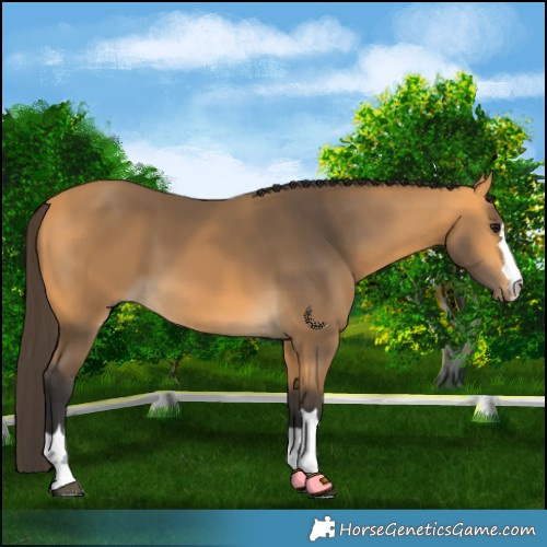 Horse Color:Buckskin 