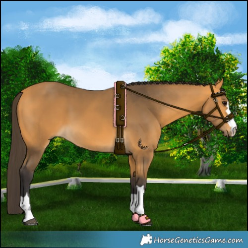 Horse Color:Buckskin 