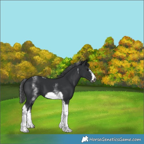 Horse Color:White Spotted Black Splash Tobiano Frame Appaloosa