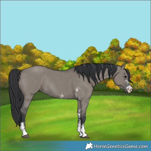 Horse Color:Grullo Sabino Rabicano 