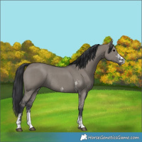 Horse Color:Grullo Sabino Rabicano