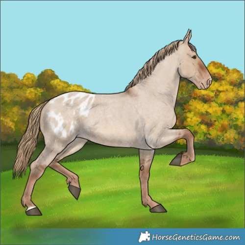 Horse Color:Red Dun Roan Appaloosa 