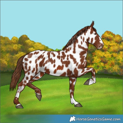 Horse Color:Chestnut Appaloosa 