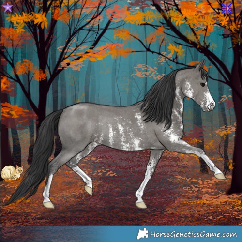 Horse Color:Grullo Sabino Rabicano 