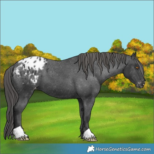 Horse Color:Black Appaloosa 
