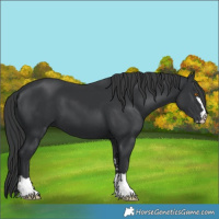 Horse Color:Black 