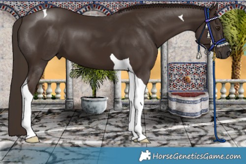 Horse Color:Liver Chestnut Tobiano 