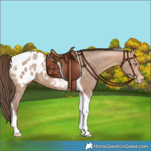Horse Color:Amber Champagne Tobiano Appaloosa 