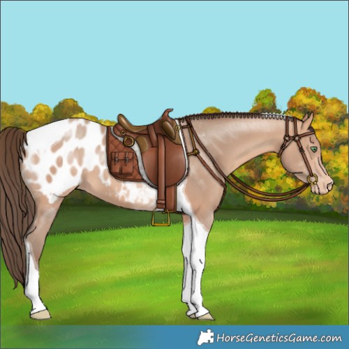 Horse Color:Amber Champagne Tobiano Appaloosa 