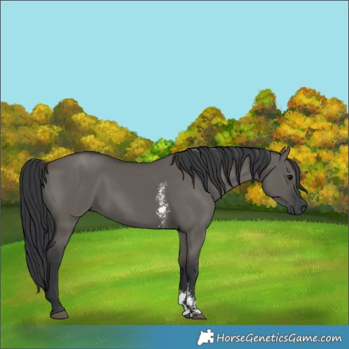 Horse Color:Grullo Sabino Rabicano 