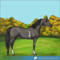 Horse Color:Grullo Sabino Rabicano 