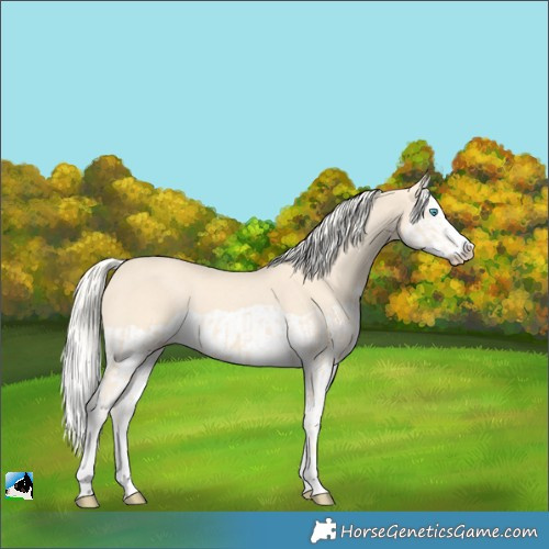 Horse Color:Cremello Splash  and Cremello Splash 