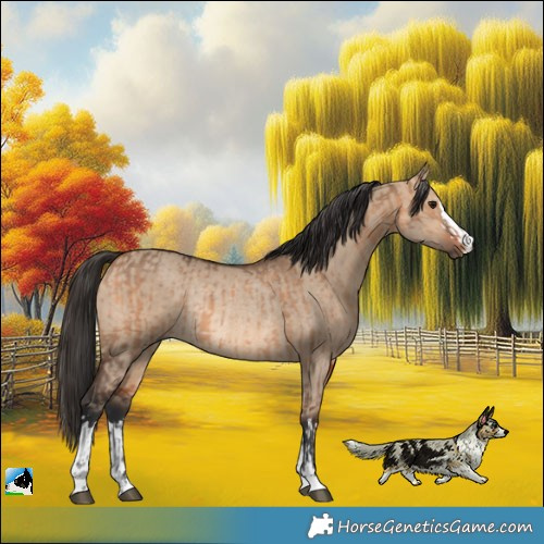 Horse Color:Bay Dun  and Bay Dun Rabicano 